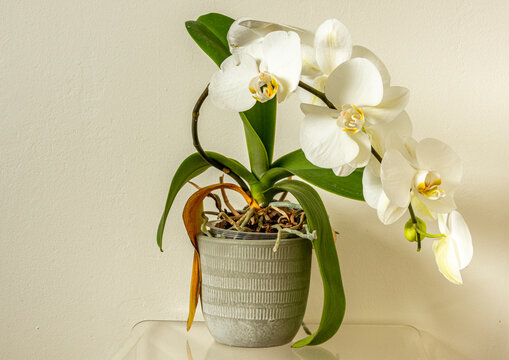 White orchid plant in full flower