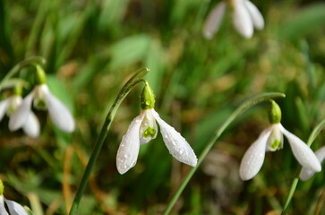 galanthus flowers in raindrops in the garden on a spring morning