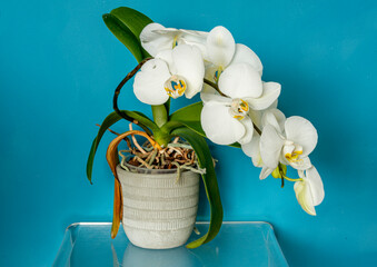 White orchid plant in full flower - obrazy, fototapety, plakaty
