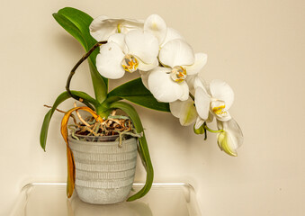 White orchid plant in full flower