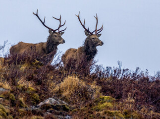 Two mighty stags with huge antlers standing on the hillside in the rain in Scotland