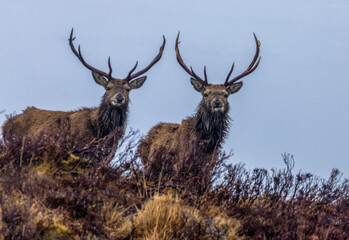 Naklejka na ściany i meble Two mighty stags with huge antlers standing on the hillside in the rain in Scotland