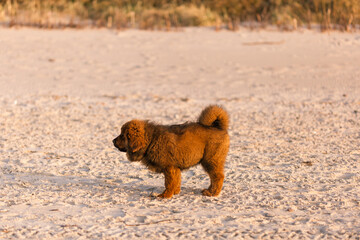 Chiwa- red tibetan mastiff puppy on the beach.