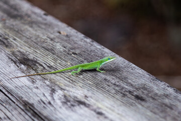Selective focus view of tiny green lizard perched on wooden railing in swamp area, Charleston,...
