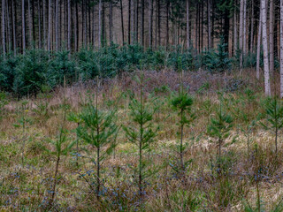 Wiederaufforstung im Mischwald