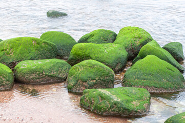 Beautiful stones overgrown with green algae in the sea