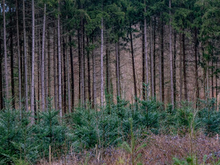 Wiederaufforstung im Mischwald