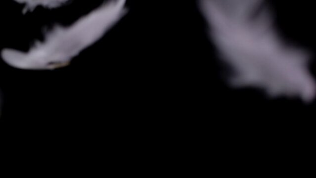 White feathers falling in slow motion on a black background