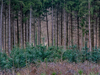 Wiederaufforstung im Mischwald