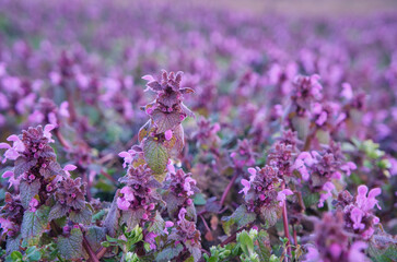 Field with flowering Lamium purpureum, known as red dead-nettle, purple dead-nettle, or purple archangel in springtime