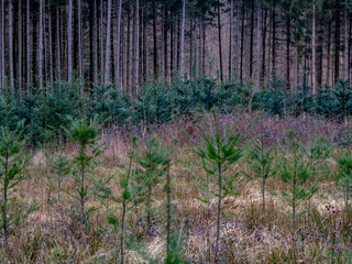 Wiederaufforstung im Mischwald