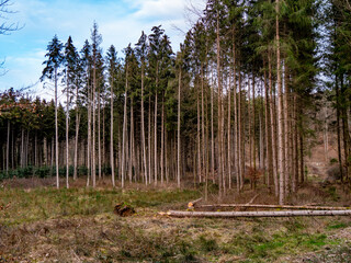 Abholzung im Mischwald