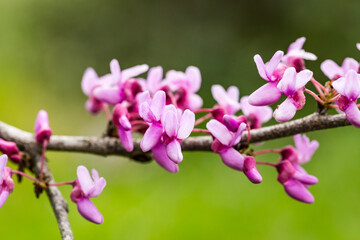 Fototapeta premium Cercis siliquastrum or Judas tree, ornamental tree blooming with beautiful pink colored flowers. Eastern redbud tree blossoms in spring time. Soft focus, blurred background. Spring in Israel