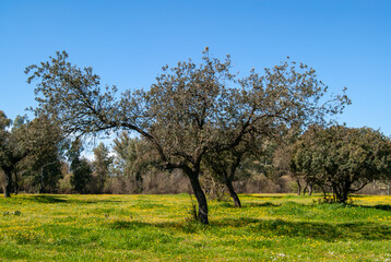 Encina en la dehesa extremeña en un campo primaveral con flores amarillas.