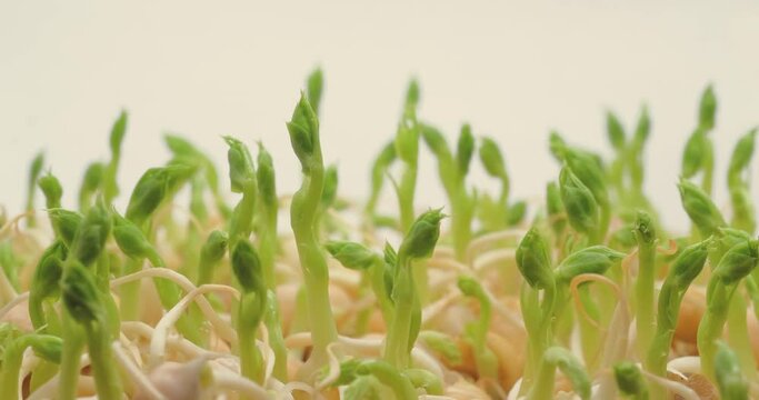 Green pea sprouts grow up. Time-lapse photography of greenery