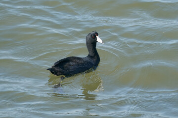 American Coot Closeup