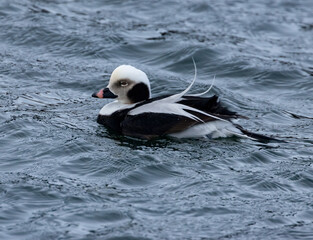 Male long tailed duck preening itself in the water