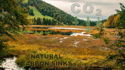 Natural Carbon Sinks. Carbon capture concept with text and symbols..
