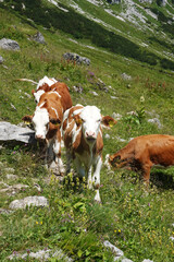 Fototapeta na wymiar Cows in Armkarwand, Gosausee valley, Austria