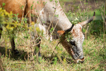 Nguni cow grazing grass in Africa