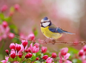 a small azure songbird in a spring flowering garden sits on an apple tree branch with rosebuds