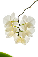 White orchid on a white background . Close-up. Soft focus