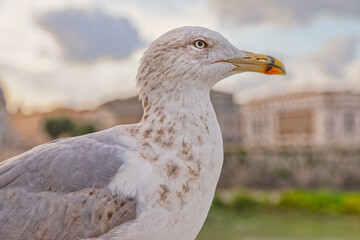 Seagull on the bridge in Rome Italy