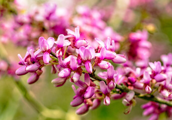 Cercis siliquastrum or Judas tree, ornamental tree blooming with beautiful pink colored flowers. Eastern redbud tree blossoms in spring time. Soft focus, blurred background. Spring in Israel