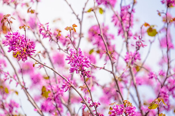 Obraz na płótnie Canvas Cercis siliquastrum or Judas tree, ornamental tree blooming with beautiful pink colored flowers. Eastern redbud tree blossoms in spring time. Soft focus, blurred background. Spring in Israel