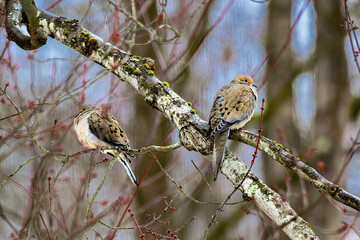 A mating pair of Mourning Doves perched on the branches of our Maple Tree in Windsor in Upstate NY.