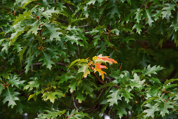 Red oak branches with green leaves, nature background. Green leaf of red oak, Quercus rubra.