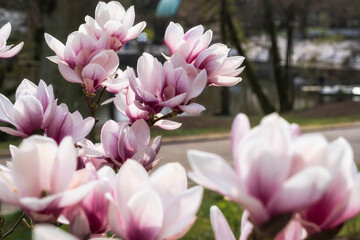 Obraz na płótnie Canvas Close-up of beautiful blooming magnolias in the spa gardens of Wiesbaden/Germany