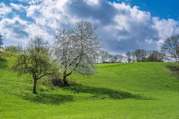 Fototapeta na wymiar Blossoming cherry tree in a meadow near Wiesbaden/Germany in the Rheingau on a sunny spring day