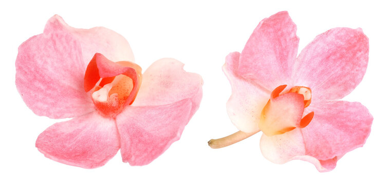 Phalaenopsis orchid blossoms, transparent background