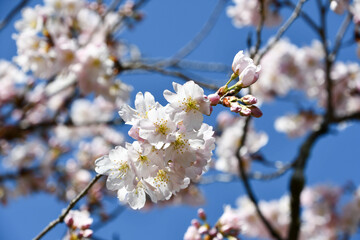 桜（ソメイヨシノとシナオウトウの交配種）