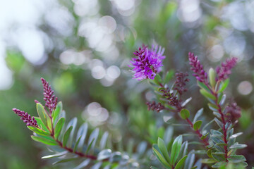Soft light floral background. Small purple flowers and blurred background, sunny day in the garden, copy space for the text. - Powered by Adobe