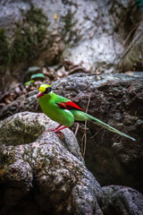 green Common green magpie(Cissa chinensis) stair at us at Kengkrajarn national park