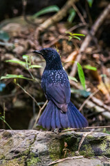 Blue Whistling-Thrush, Beautiful bird in Thailand.