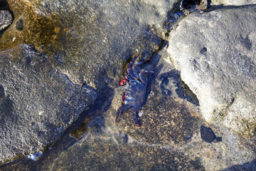 East Atlantic Sally Lightfoot Crab
 - Grapsus adscensionis, on the sea rock