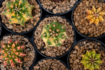 Cactus farm with close-up of succulent and cactus collection in pot. It' s natural background from little plants. 