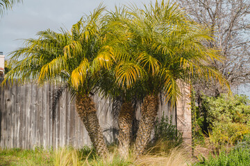 Obraz premium Palm trees planted near the house. Beautiful ornamental palms in a sunny day