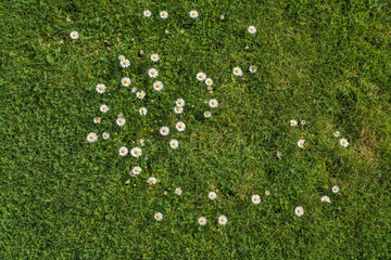 Green grass and small white Marguerite daisies in early morning in the garden