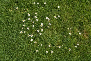 Wandcirkels Gras Green grass and small white Marguerite daisies in early morning in the garden  © Hanna Tor