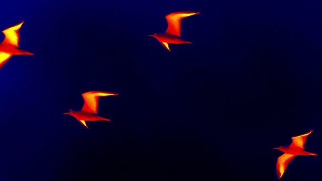 Birds flying across the sky (sea gulls), Illustration of thermal image. Super slow motion 1000 fps.