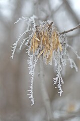 frost on a tree