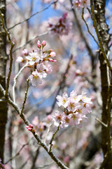 啓翁桜
