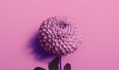  a purple flower on a pink background with leaves on the bottom of the flower stem and the center of the flower stem with leaves on the bottom of the flower stem.  generative ai
