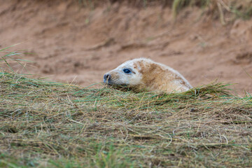 Fototapeta premium Young White Grey Seal Pup