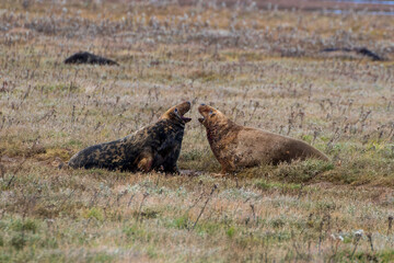 Grey Seals Fighting on the Beach