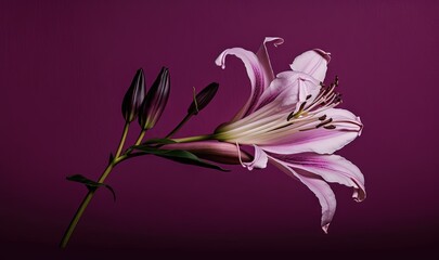  a pink flower is in a vase on a purple background with a green stem in the center of the picture and a purple background behind it.  generative ai